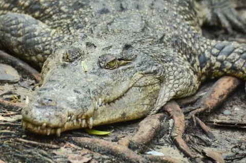 Crocodile Stock Photos