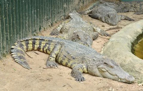 Crocodile Stock-Fotos