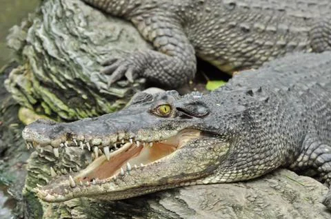 Crocodile Stock Photos