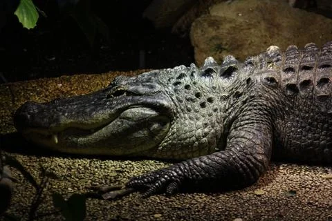 Crocodile Stock Photos