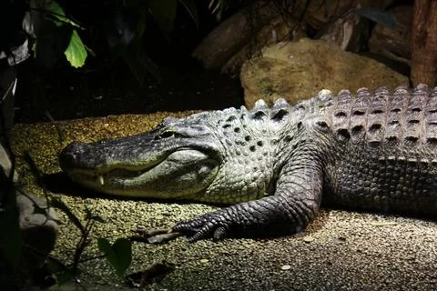 Crocodile Stock Photos