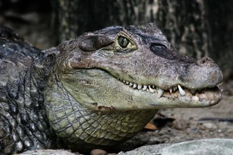 Crocodile Stock Photos