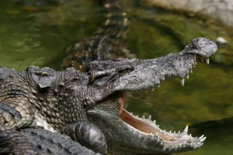 Crocodile Stock Photos