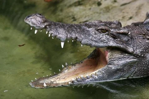 Crocodile Stock Photos
