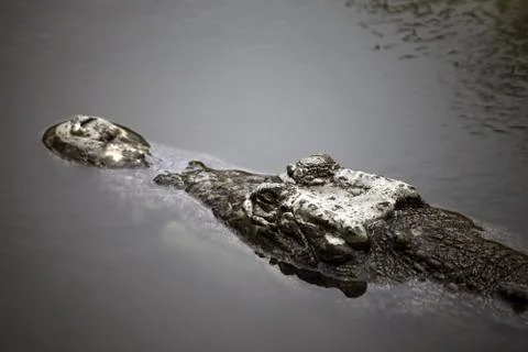 Crocodile Stock Photos