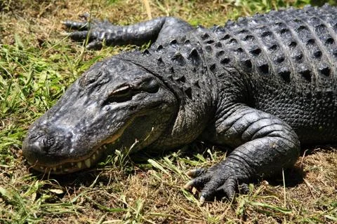 Crocodile Stock Photos