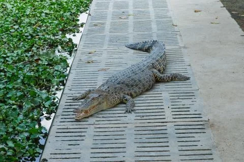 Crocodile . Stock Photos