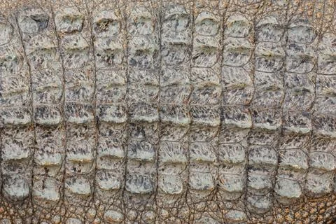 Crocodile . Foto stock