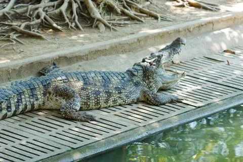 Crocodile . Stock Photos