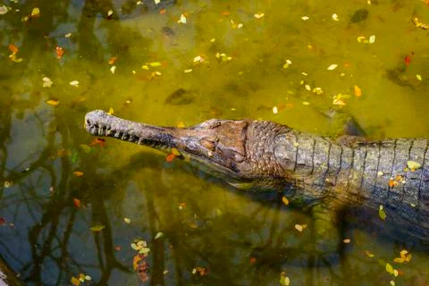 Crocodile Stock Photos
