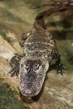 Crocodile Stock Photos