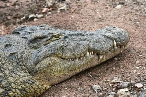 Crocodile Stock Photos