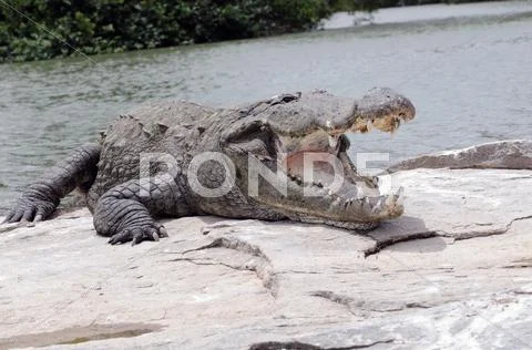 Crocodile Stock Photos