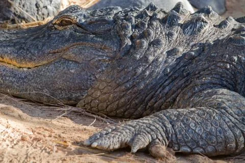 Crocodile Stock Photos