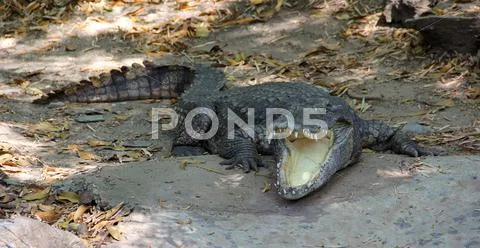 Crocodile Stock Photos