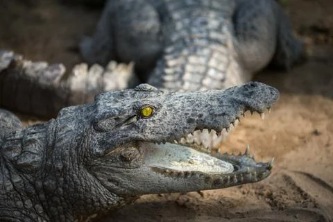 Crocodile Stock Photos