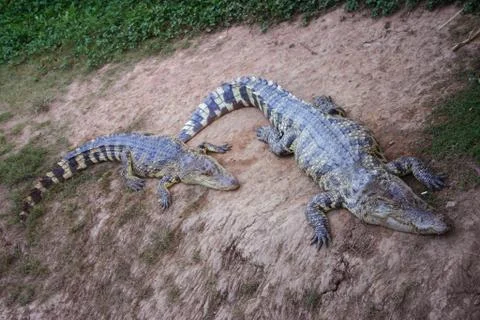 Crocodile Foto stock