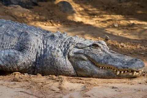 Crocodile Stock Photos