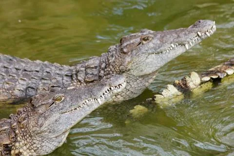 Crocodile Stock Photos