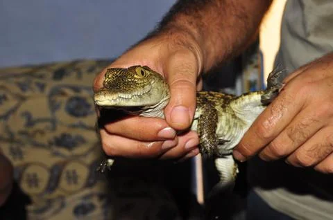 Crocodile Foto stock