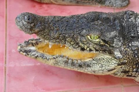 Crocodile Stock Photos