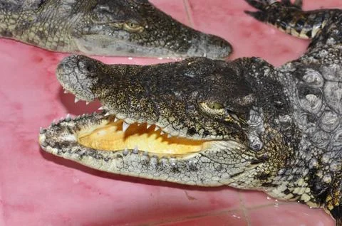 Crocodile Stock Photos