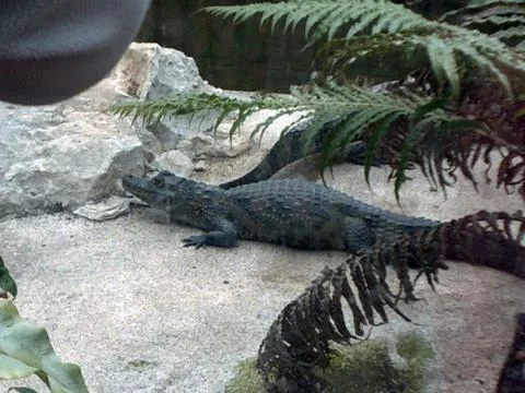 Crocodile Stock Photos