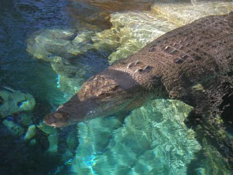 Crocodile Stock Photos