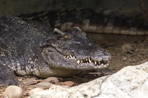 Crocodile. Stock Photos