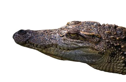 Crocodile  Stock Photos
