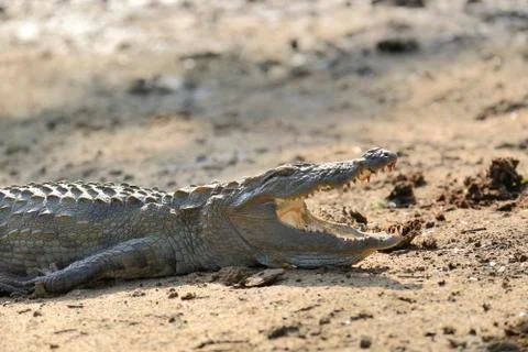 Crocodile 写真素材