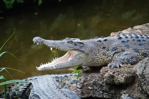 Crocodile Stock Photos