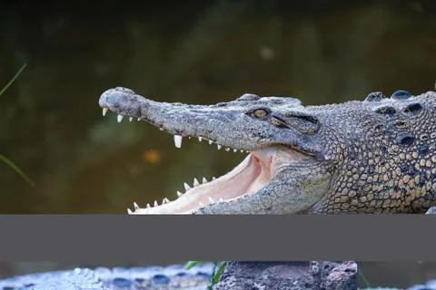 Crocodile Stock Photos