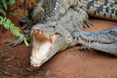 Crocodile Stock Photos