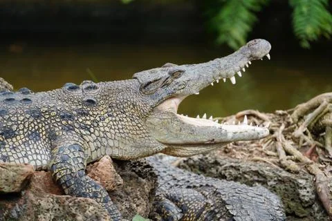 Crocodile Stock Photos