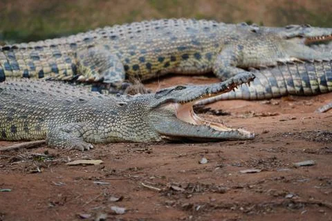 Crocodile Stock Photos