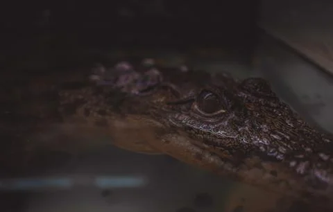 Crocodile Fotos Stock