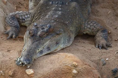 Crocodile Stock Photos