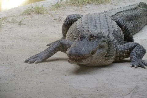 Crocodile Stock Photos