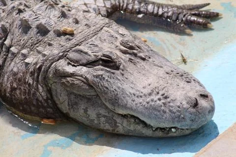 Crocodile Stock Photos