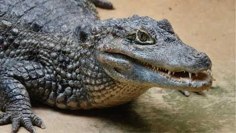 Crocodile 库存照片