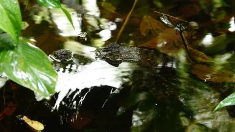 Crocodile Stock Photos