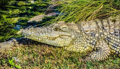 A crocodile Foto stock