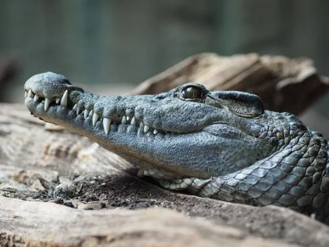 Crocodile. Stock Photos