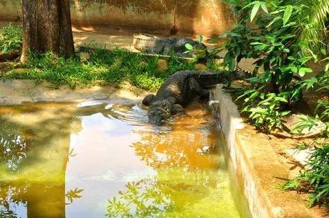 The crocodile Stock Photos