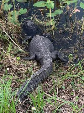 Crocodile Stock Photos