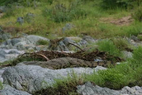 Crocodile Foto stock