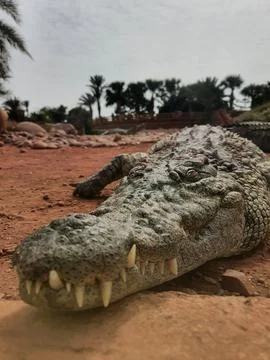 Crocodile Foto stock