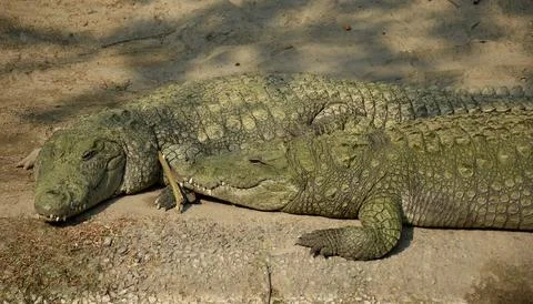 Crocodile Stockfoto's
