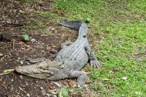Crocodile Foto stock